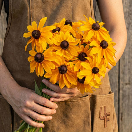 Marmalade, Rudbeckia Seeds - Packet image number null